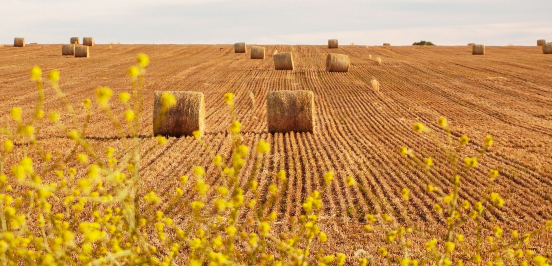 W@LifeSciences webinar "Farm to Fork: Healthy People, Healthy Planet – How to create a sustainable and resilient food system by 2030, 2050?"
